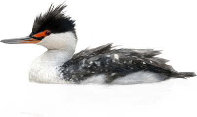 A Majestic Pied-billed Grebe in its Natural Habitat