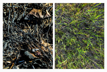 before and after. regrowth of charred grass and vegetation 8 weeks after a controlled burn. ecological restoration, land clearing or wildfire fuel management design element.