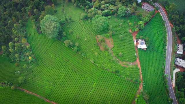 Ariel shot of tea plantations in vagamon, Kerala, India. Vagamon is a hill station located in Kottayam- Idukki border of Kerala


