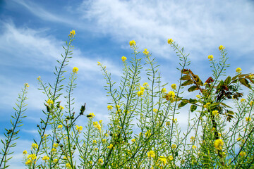 field of yellow flowers under cloudy blue sky