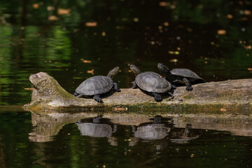 European pond turtles in wildlife. European pond turtles resting on a log above the water, basking in sunlight in their natural habitat on a sunny spring day.