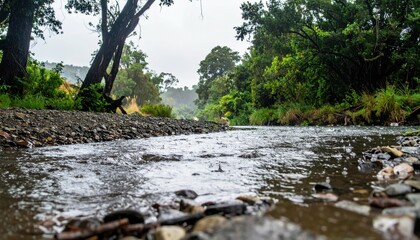 Serene Rainy Day along a Tranquil Stream in Lush Green Forest
