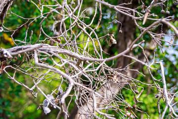 selective shot bare tree branches against green background in the woods	