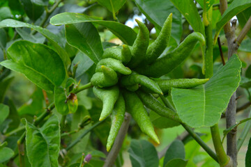 Citrus medica or the fingered citron, is a citron variety whose fruit is segmented into finger-like sections. Other name: Buddha's hand. Green fruit of Citrus medica