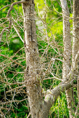 bare tree trunks and branches against to green background in the forest