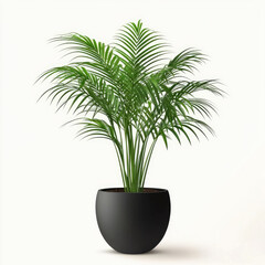 A vibrant green palm in a sleek black pot, isolated on a white background