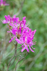 Rhododendron canadense, Canada rosebay. Rhodora, a deciduous flowering shrub that is native to northeastern North America.