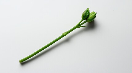 Obraz premium Green Flower Bud on a White Background