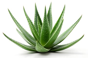 Fresh aloe vera slices isolated on white – skincare plant concept