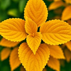 Yellow plant leaves show autumn color on a green nature background in the garden