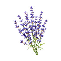 Naklejka premium A bouquet of fresh lavender flowers.