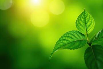 Close-up of vibrant green leaves absorbing sunlight, showcasing plant energy , sustainable, earth, gardening