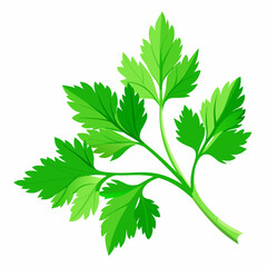 Fresh Green Parsley Sprig Isolated on White Background