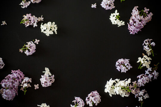 Lilac flower frame on black background with empty space for text