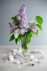 A branch of beautiful white and lilac lilacs on a gray background