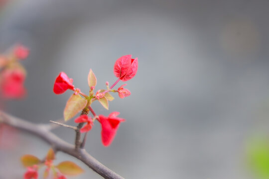 pink magnolia flower