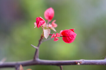 pink magnolia flowers