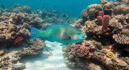 Obraz premium Vibrant tropical fish amongst coral reef