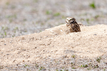Wild burrowing owls at a wildlife refuge in Colorado.