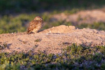 Wild burrowing owls at a wildlife refuge in Colorado.