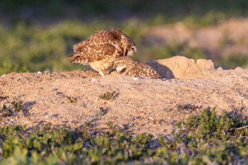 Wild burrowing owls at a wildlife refuge in Colorado.