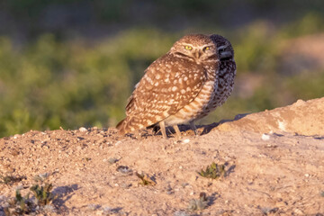 Wild burrowing owls at a wildlife refuge in Colorado.