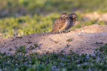 Wild burrowing owls at a wildlife refuge in Colorado.