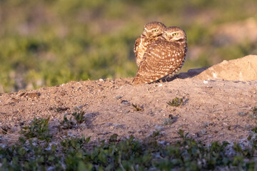 Wild burrowing owls at a wildlife refuge in Colorado.