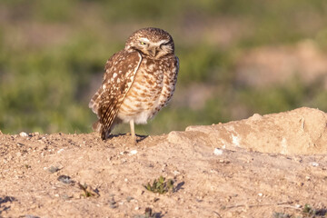 Wild burrowing owls at a wildlife refuge in Colorado.