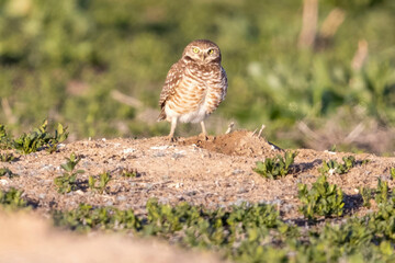Wild burrowing owls at a wildlife refuge in Colorado.