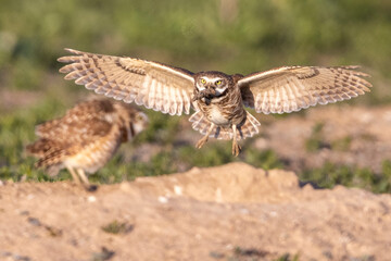 Wild burrowing owls at a wildlife refuge in Colorado.