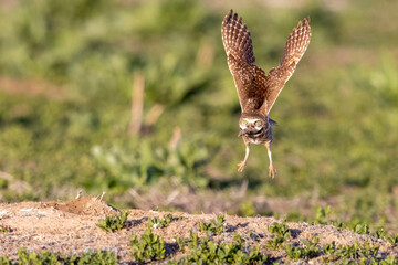 Wild burrowing owls at a wildlife refuge in Colorado.