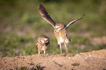 Wild burrowing owls at a wildlife refuge in Colorado.