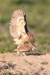 Wild burrowing owls at a wildlife refuge in Colorado.