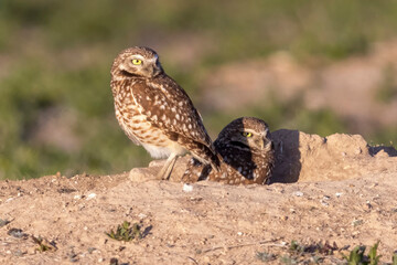 Wild burrowing owls at a wildlife refuge in Colorado.
