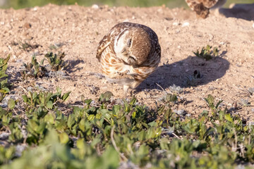 Wild burrowing owls at a wildlife refuge in Colorado.