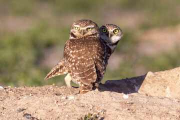 Wild burrowing owls at a wildlife refuge in Colorado.