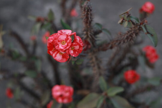 red berries on a branch