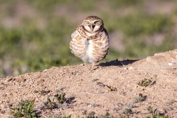 Wild burrowing owls at a wildlife refuge in Colorado.