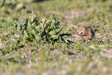 Wild burrowing owls at a wildlife refuge in Colorado.