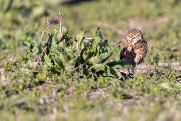 Wild burrowing owls at a wildlife refuge in Colorado.