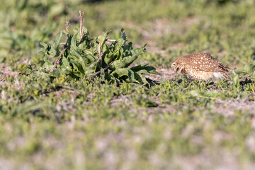 Wild burrowing owls at a wildlife refuge in Colorado.
