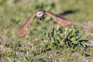 Wild burrowing owls at a wildlife refuge in Colorado.