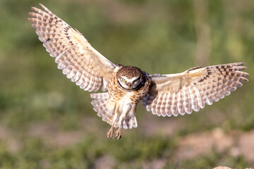 Wild burrowing owls at a wildlife refuge in Colorado.