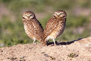 Wild burrowing owls at a wildlife refuge in Colorado.
