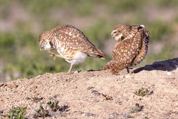 Wild burrowing owls at a wildlife refuge in Colorado.