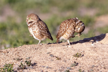 Wild burrowing owls at a wildlife refuge in Colorado.