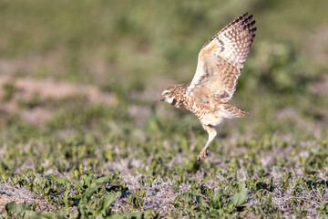 Wild burrowing owls at a wildlife refuge in Colorado.
