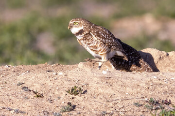 Wild burrowing owls at a wildlife refuge in Colorado.