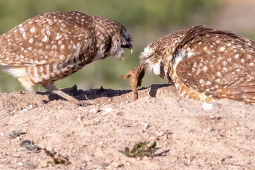 Wild burrowing owls at a wildlife refuge in Colorado.